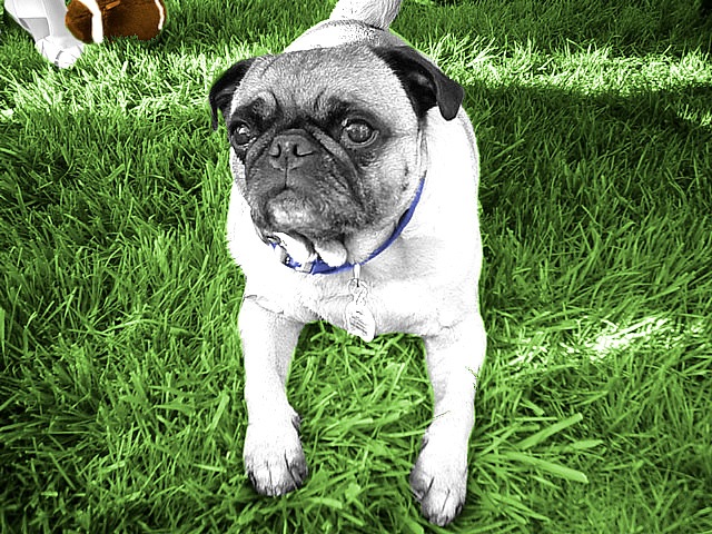 [Jesse In Grass[3].jpg]