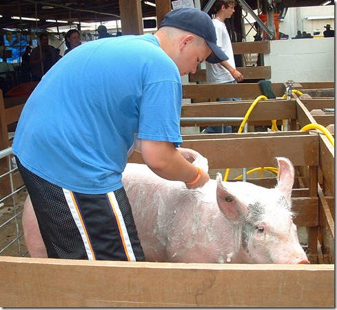 Fair Hog Show 007