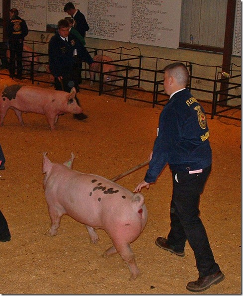 Fair Hog Show 061