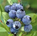 [blueberries-1[4].jpg]