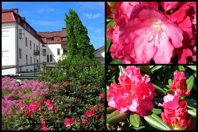 [2010 06 01_rhododendron_collage1[7].jpg]