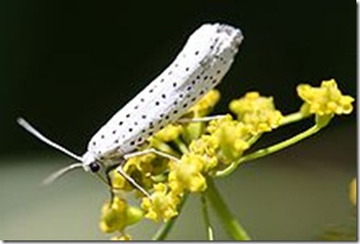 Bird-cherry Ermine