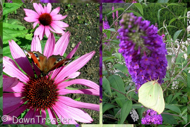 [2010-08-20 butterfly11[9].jpg]