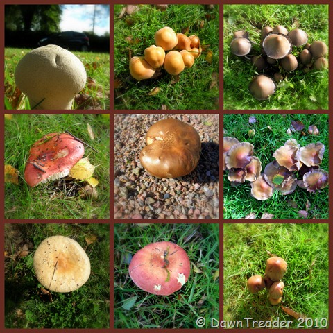 [2010-09-19 mushrooms, autumn[10].jpg]