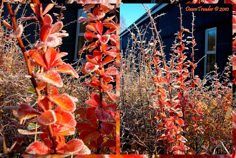 2010-11-07-2 firebush dt