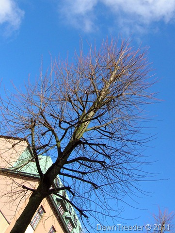 DSCN2514-1