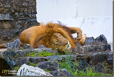 Zoo (121 of 11)