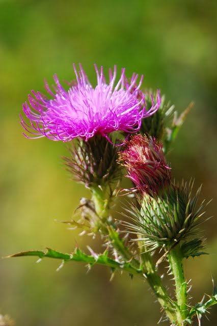 Fiore di Cardo Fiore di Cardo