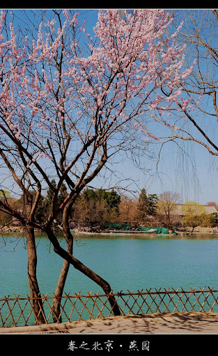 北京大学-春天-美景摄影-未名湖