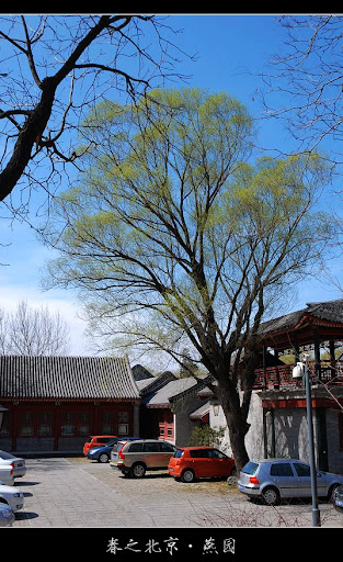 北京大学-春天-美景摄影-研究所