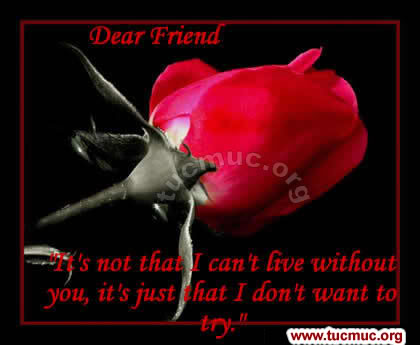 Roses for Friends  Image - 3