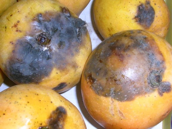 [stem_end_rot__mango_13.jpg]
