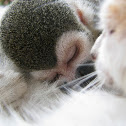 Squirrel monkey & kitten