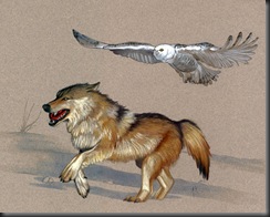 wolf-and-owl