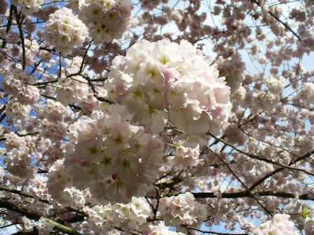 [CherryBlossoms2[3].jpg]