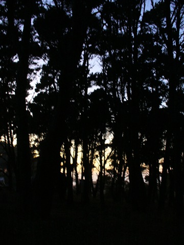 [D6_27 MacKerricher sunset trees1[12].jpg]