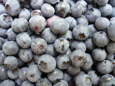 [Blueberries[19].jpg]