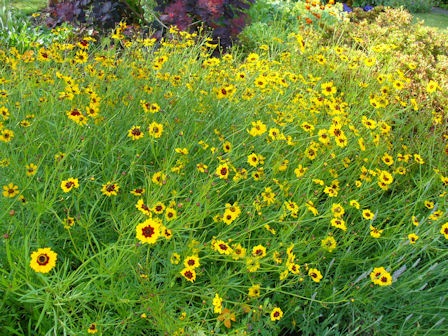 [Coreopsis[3].jpg]