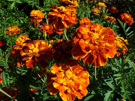 [Marigolds[3].jpg]