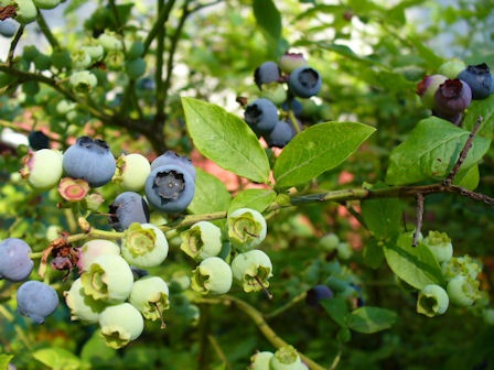 [Blueberries[3].jpg]