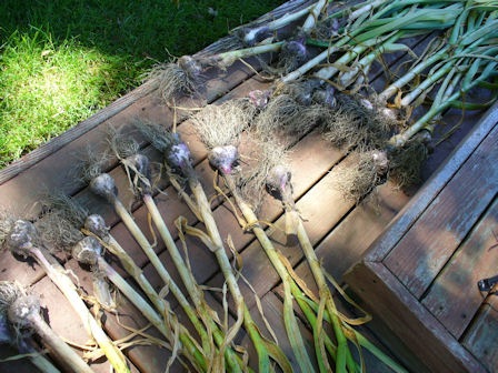 [Garlic[3].jpg]