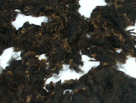 [BlackCorriedale_drying[3].jpg]
