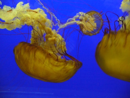 [SeaNettle Jellies[3].jpg]