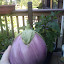 Eggplant "Rosa Bianca"