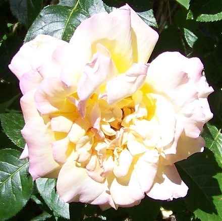 [Pink Saturday - Open Pink and Yellow Rose 2009 (440x438)[4].jpg]