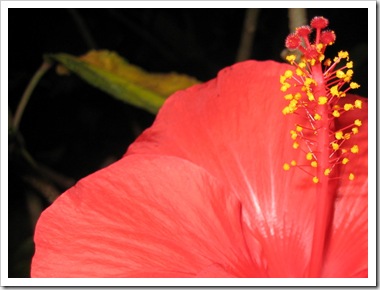 Close-Up-Hibiscus