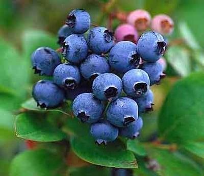 [blueberries2_4913.jpg]