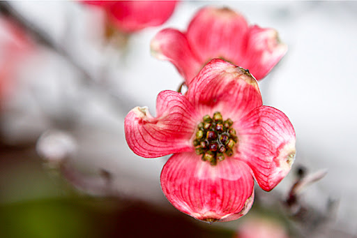 Pink+dogwood+tree+diseases