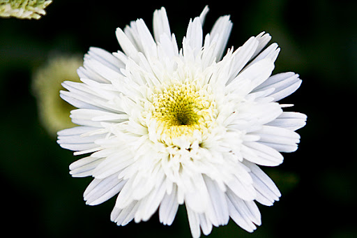 Meaning+of+white+daisies+flowers