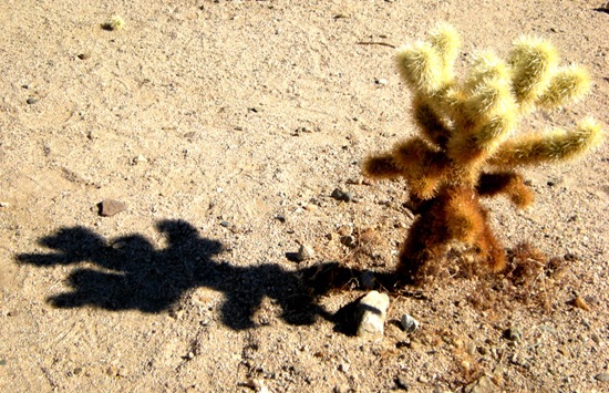 joshuatreeplants4