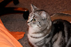 IMG_0009.JPG