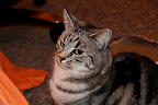 IMG_0011.JPG