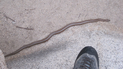 snake