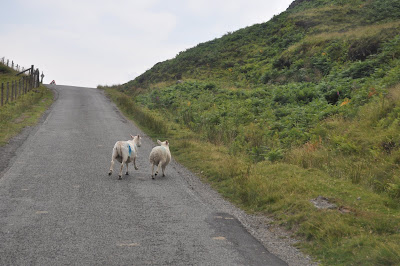Scottish Sheep
