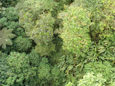 View of the rainforest canopy in Selvatura Park from the vantage point of one of the higher suspension bridges.