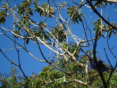 This photo would be boring if it weren't for the green tropical bird in the tree.