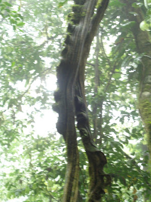 This is called a monkey's ladder because monkeys climb them like ladders.  We did see a couple of monkeys that day!  They were too far away to warrant attempts at photos.