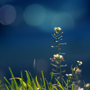 Photo Selection - 20110125