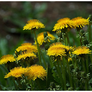 Photo Selection - 20110206