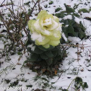 Photo Selection - 20110126