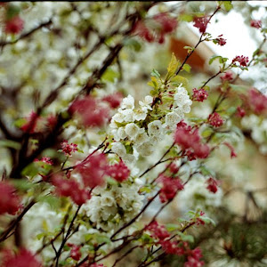 Photo Selection - 20110128