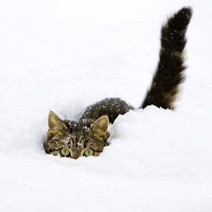 Photo Selection - 20110128