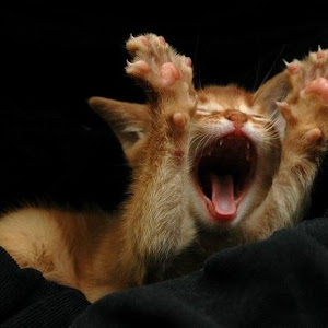 Photo Selection - 20110201