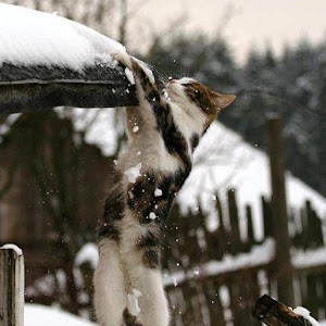 Photo Selection - 20110204