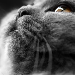 Photo Selection - 20110204