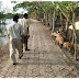 32.jpg, ..without loosing time departed for Kumirmari , 45 min by boat., CYCLONE AILA